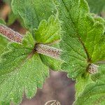 Veronica teucrium Bark