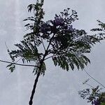 Jacaranda mimosifolia Lehti