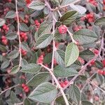 Cotoneaster franchetii Hoja