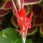 Canna indicaFlower