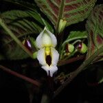 Impatiens niamniamensis Flower