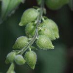 Priva lappulacea 果