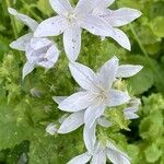 Campanula lactiflora Flower