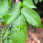 Rourea coccinea Leaf