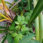 Cleome rutidosperma Hoja