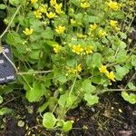 Saxifraga cymbalaria Fleur