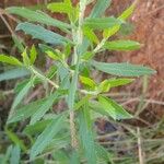 Baccharis dracunculifolia Frunză