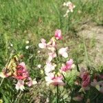 Lathyrus pannonicus Λουλούδι