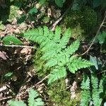 Dryopteris carthusiana Hoja