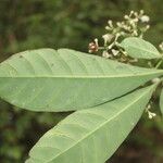 Chrysochlamys glauca Flor