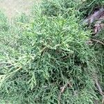 Juniperus phoenicea Folha