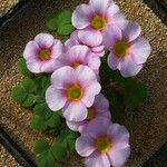 Oxalis purpurea Blüte