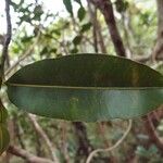 Calophyllum tacamahaca Leaf