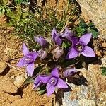 Gentianella campestris Květ