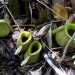 Nepenthes ampullaria Leaf