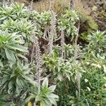 Echium hierrense Leaf