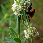 Spermacoce verticillata फूल