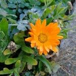 Calendula officinalisFlor