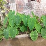 Colocasia esculentaFolha