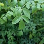 Thalictrum pubescensHoja