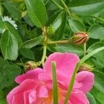 Rosa spp. Kvet
