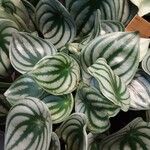 Peperomia argyreia Blad