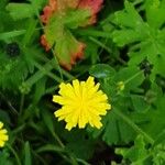 Crepis capillaris 花