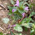 Lamium hybridumপাতা