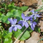 Viola × bavarica Blomst