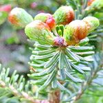 Abies koreana Blad