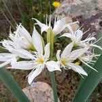 Pancratium illyricum Flower