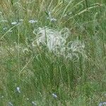 Stipa capillata برگ