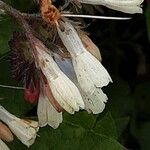 Symphytum grandiflorum Flower