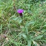 Centaurea nigraList