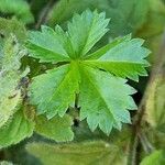 Potentilla anglica Hoja