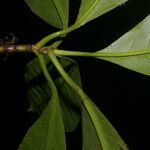 Tovomita longifolia Blatt