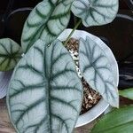 Alocasia baginda Levél