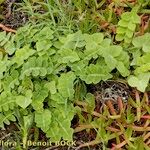 Sonchus ustulatus Habit