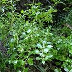 Rubia fruticosa Otro