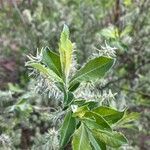 Salix hastata पत्ता