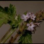 Verbena lasiostachys Flor