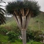 Dracaena draco Агульны выгляд