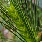 Hordeum vulgare ഫലം