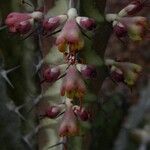 Euphorbia greenwayi Flor