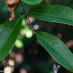 Xylocarpus granatum Fruit