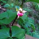 Trillium cernuum Fleur
