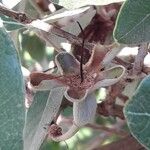 Feijoa sellowiana 果實