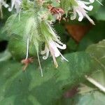 Hydrophyllum virginianum Flower