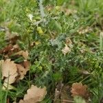 Senecio vulgarisFlor