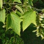 Acer rufinerve Blad